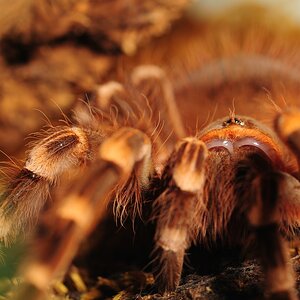 00034 Vogelspinne Acantoscuria geniculata