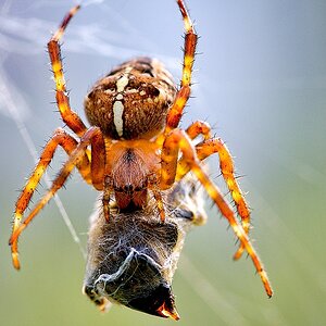 Spinne