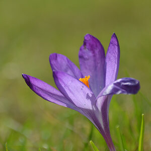 Krokus