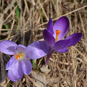Krokus 2