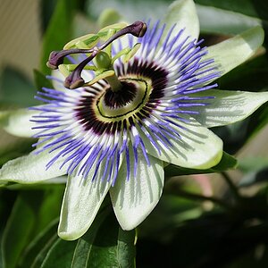 Passionsblume