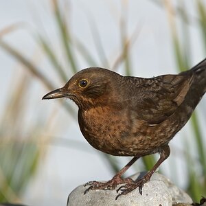 Amsel (Dame)
