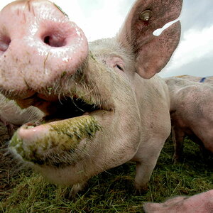 Schwein 002