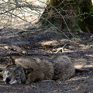 Wolf tarnung01