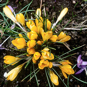 blume 12 03 12 Bild 25 1