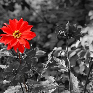 NICONBlume sw