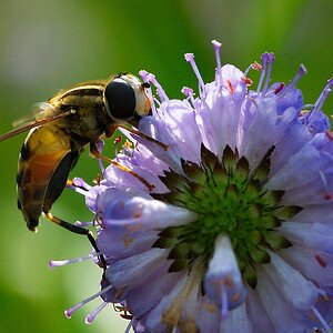 Schwebfliege