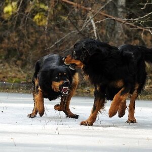 Meins 2