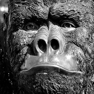 Gorilla