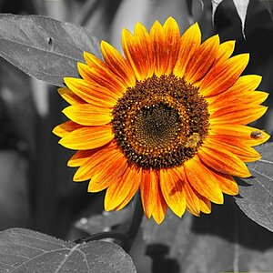 Sonnenblume mit Fliege