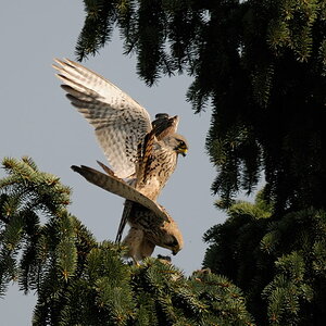 2012 03 24 12 59 55 D30 4732 copy