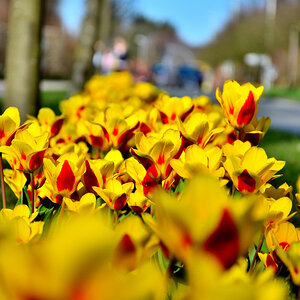 Blüten