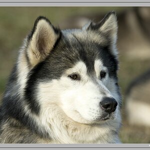 Husky