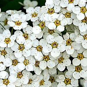 viele viele Blüten