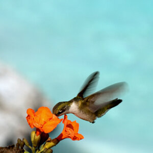 kolibrineu
