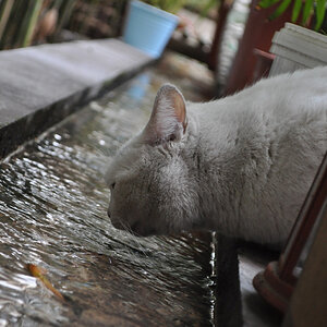 Water- Spring of Life