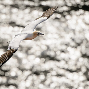 helgoland 20120413 3818