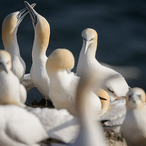 helgoland 20120414 4595