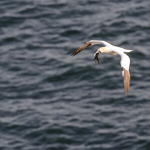 helgoland 20120414 4977
