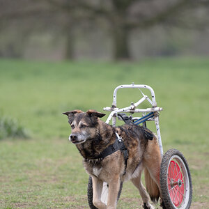 Rollator