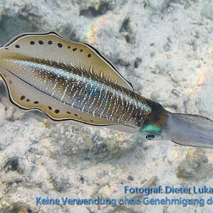 IMG0134_unterwasserfotografie_muenchen_panobilder.de