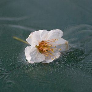 120417 01 Eisblüte