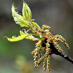 Baumblüte