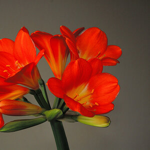Blüte frontal