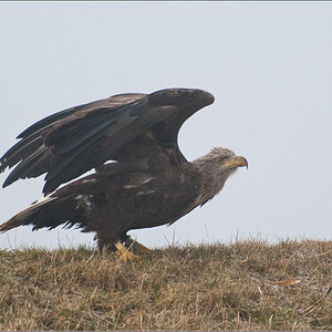Adler 2