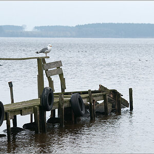 Möwe in Neeberg