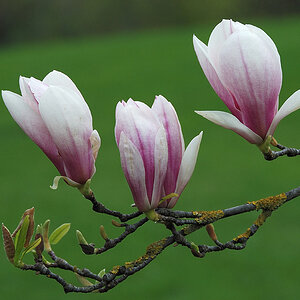 magnolie