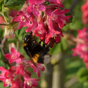 Hummel