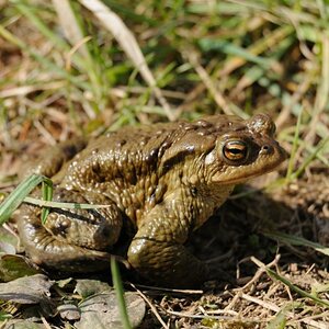 Kröte im Garten 1