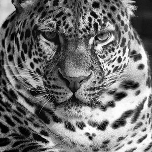 Java Leopard SW Kopie