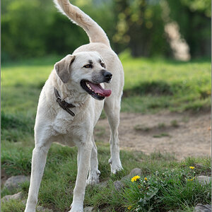 hirtenhund
