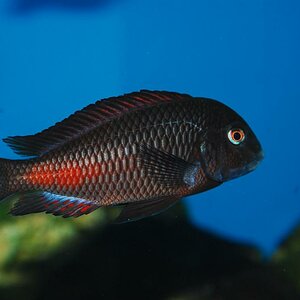 DSC 0196