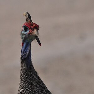 Namibia 2011 018201