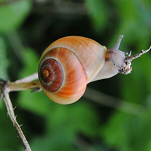 Schnecke 05 02 12 (6)