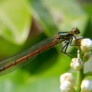 Libelle
