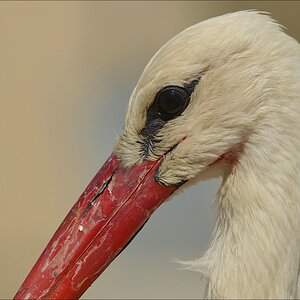 aacomp Extremadura 20120423 6620