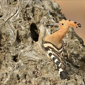 aacomp Extremadura 20120423 6883