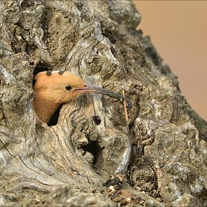 aacomp Extremadura 20120423 7070