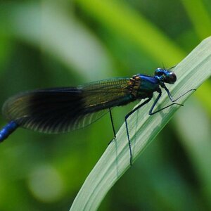 Libelle am  05 04 12 (43)