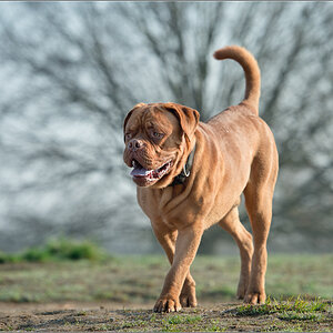 Bulldog