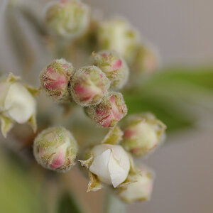 Kirschblüte