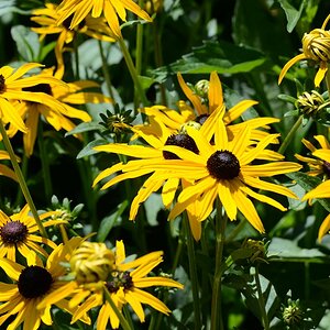 Blume 07