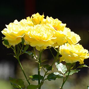 Blüte 05