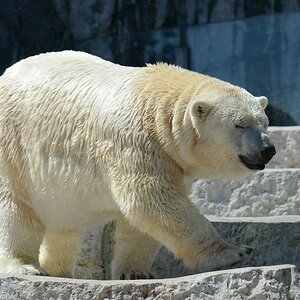 Zoo KR 04