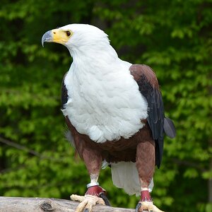 ZOO NK (49)