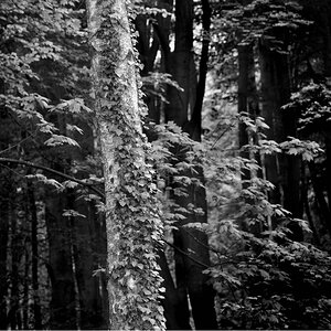 licht im wald 1